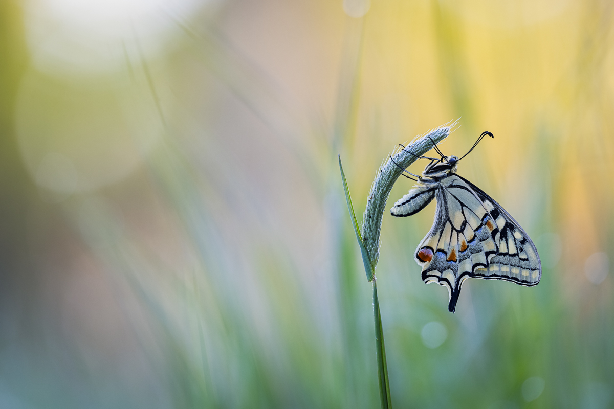 20250501-20250501-IMG_0886 ZS9 1-125 f35 200 180-b.jpg