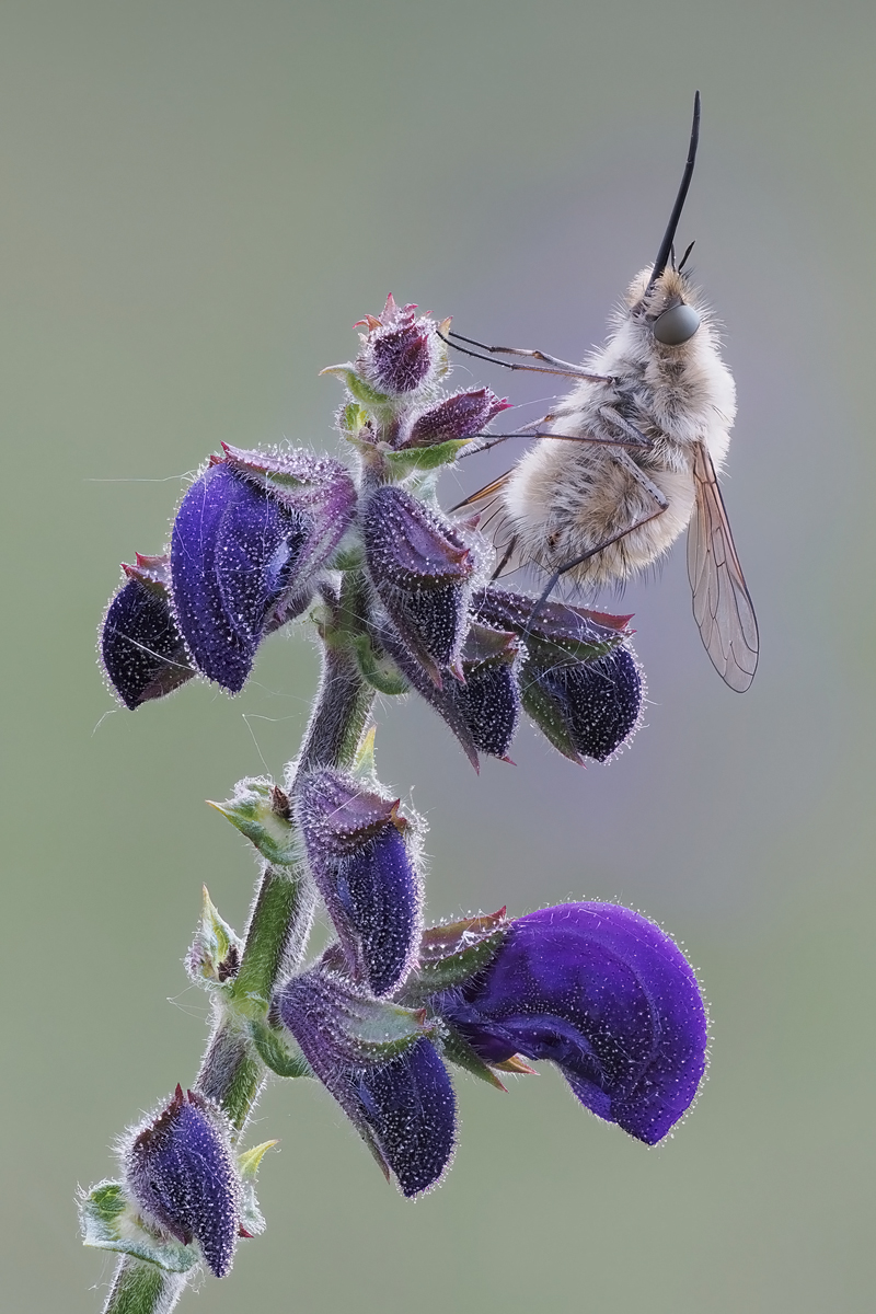 wolli-stack-5021402-37.jpg