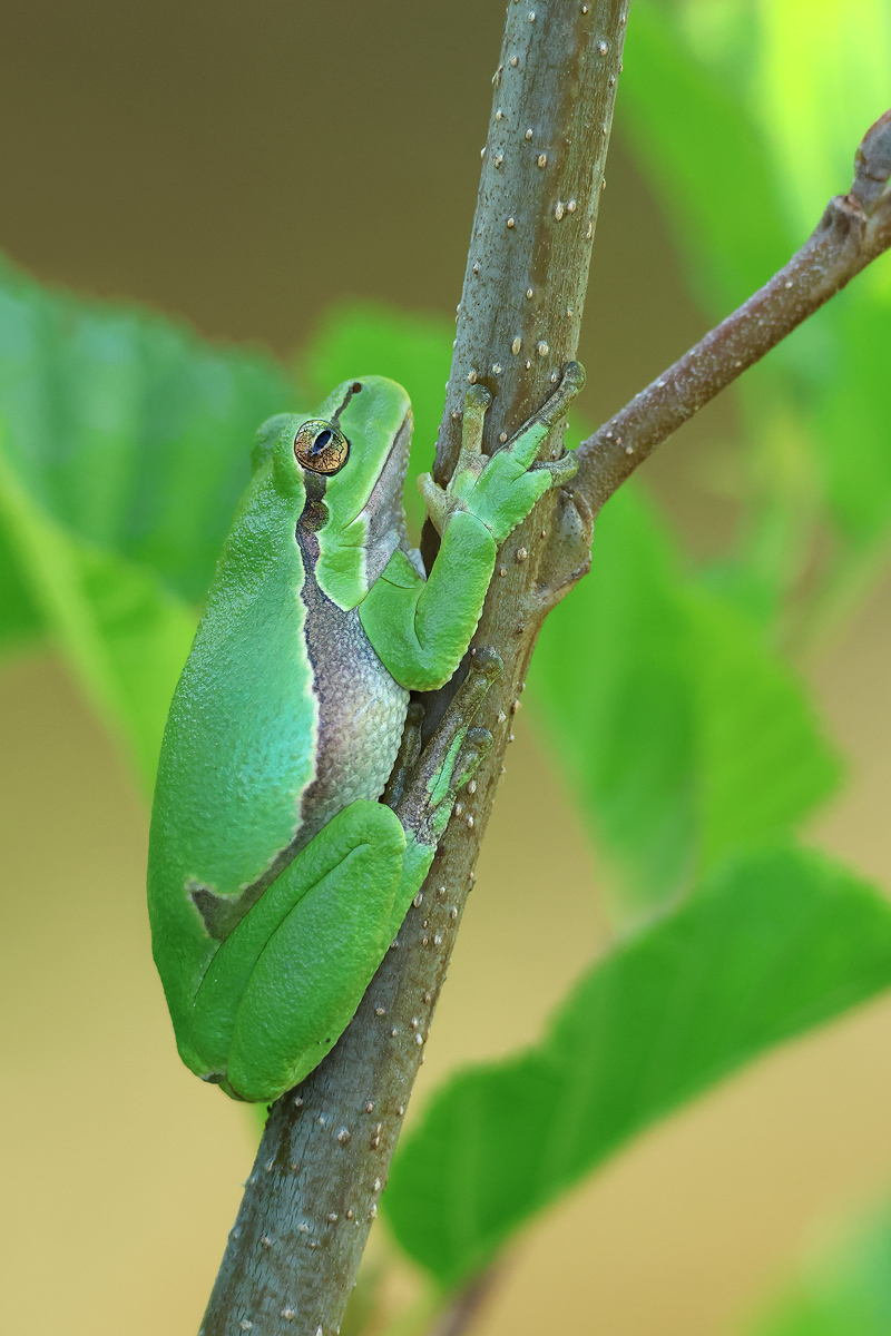 Laubfrosch_adult_8W8A3984_1200.jpg