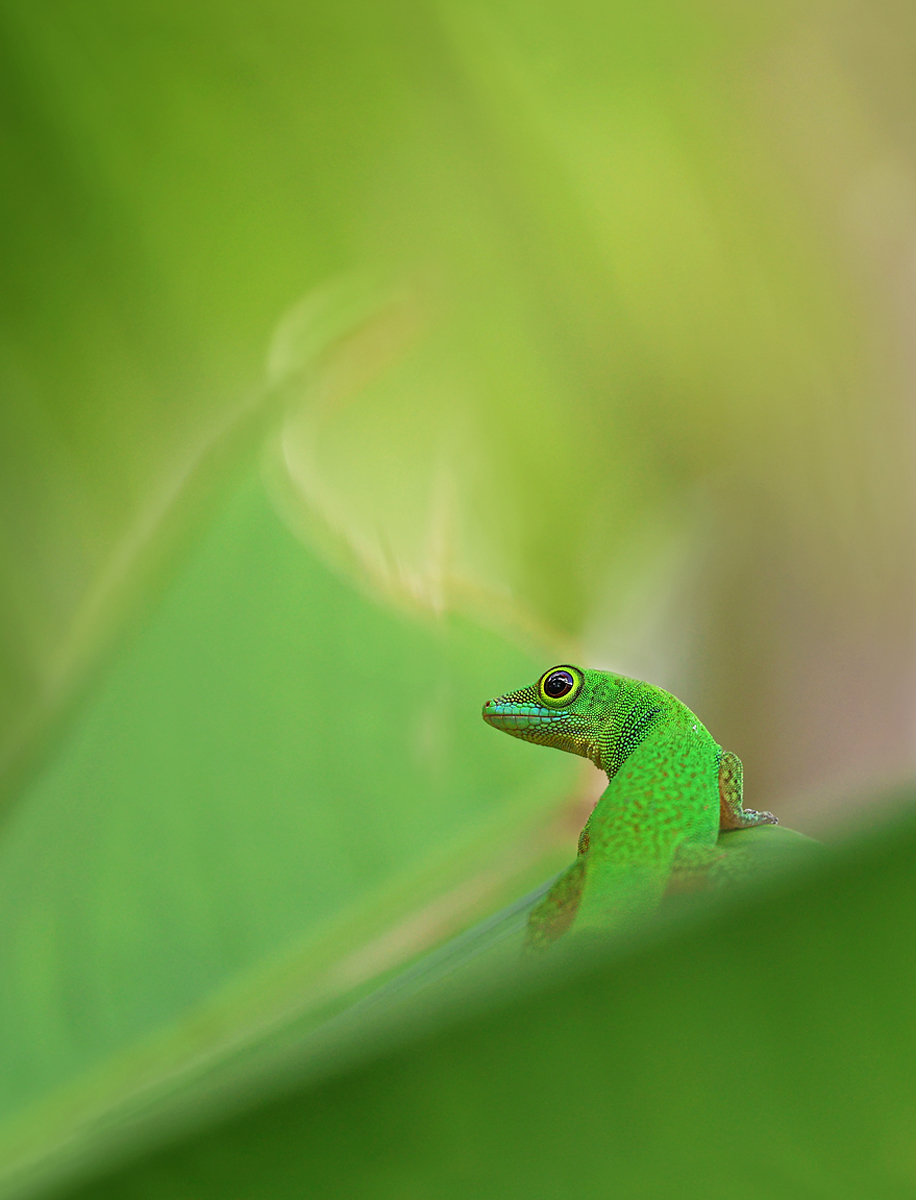 Gecko 1 - MF..jpg