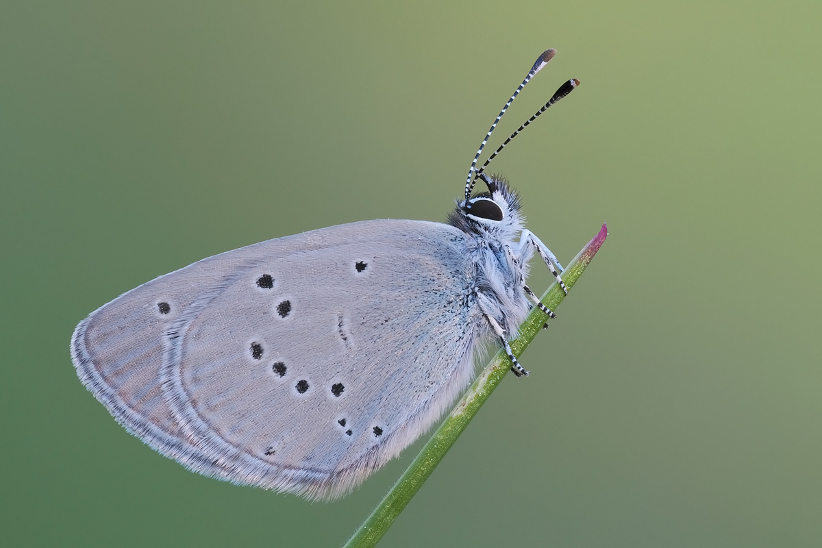 zwerg-stack-5120555-81.jpg