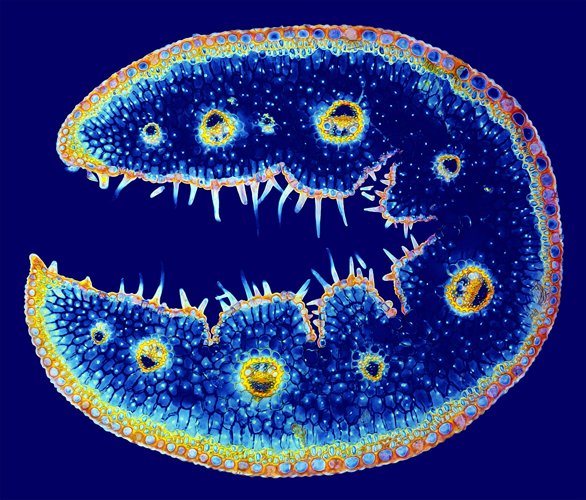 Pac-ManFluoBY_1200px_Q94.jpg