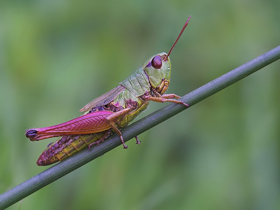 1.E.7771 1.2 11.0 200 OrlenIMG_7771 Heuschrecke.jpg