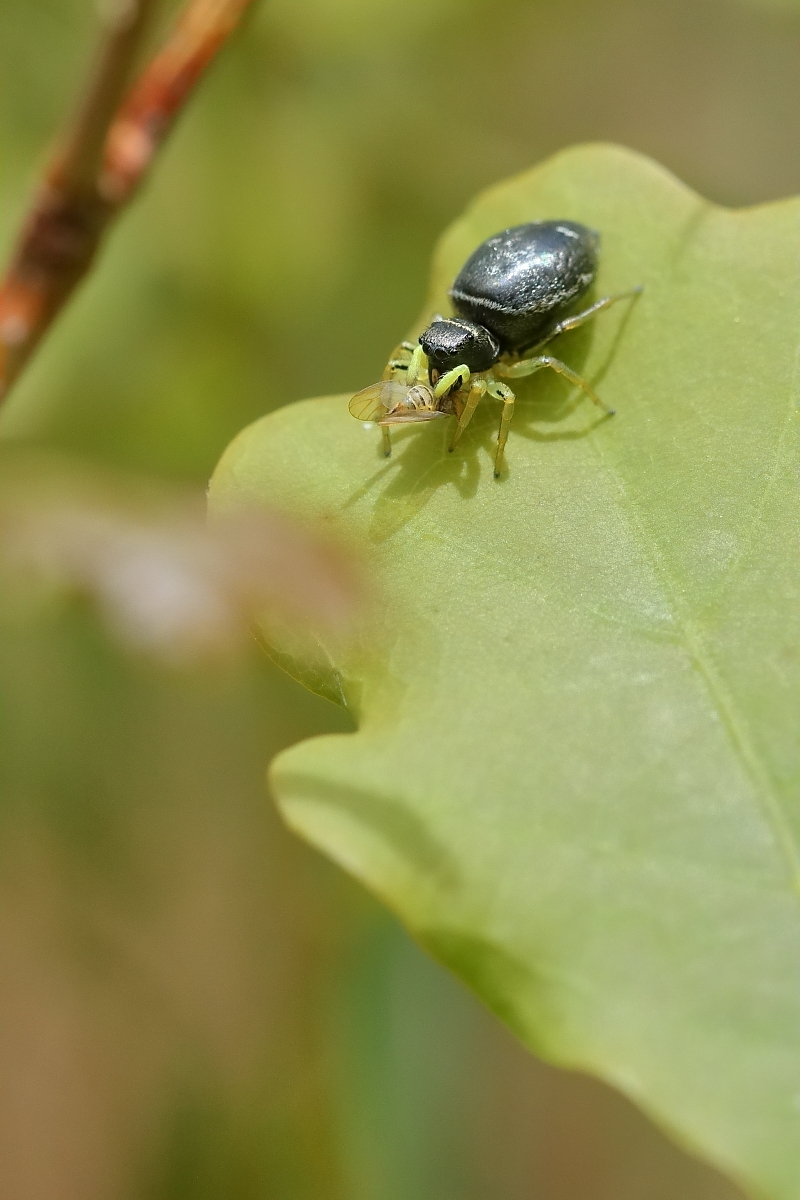 IMG_8188_20prs_kupfrige_sonnenspringspinne.JPG