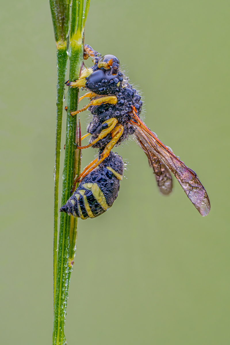 Odynerus spinipes l-2.jpg