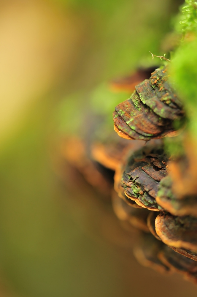 pilz an Stamm_027.jpg