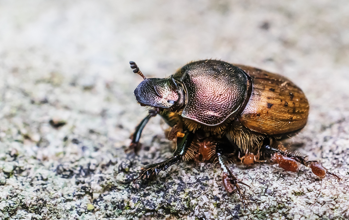 _MG_4362-Bearbeitet.jpg