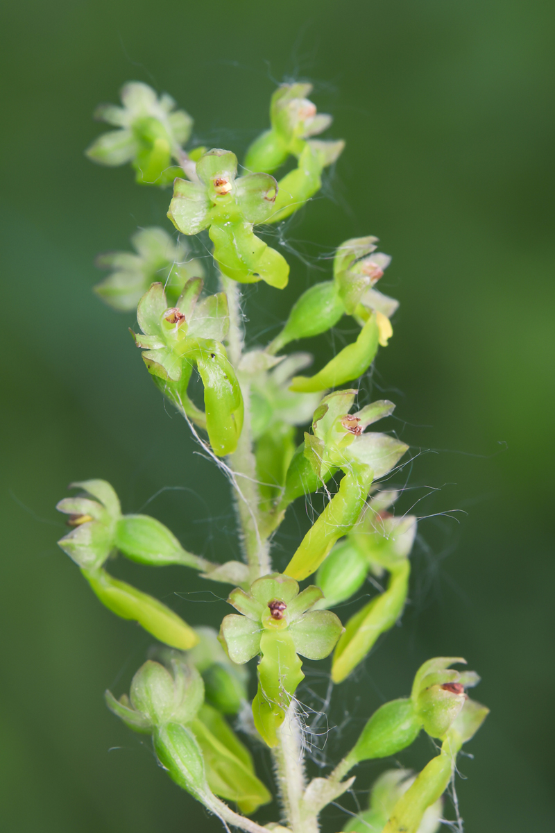 Großes Zweiblatt_Neottia ovata_1a.jpg