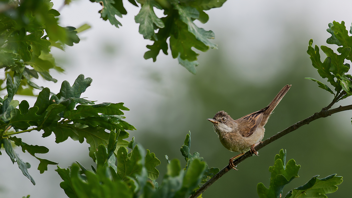 DN4A2185_DxO-klein Kopie.jpg