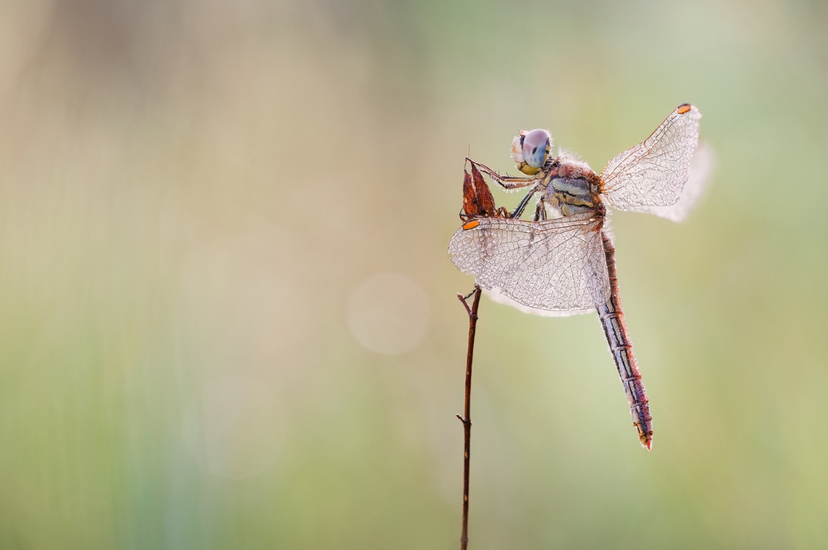 2025-06-29 11-55-39 (B,R8,S5) 827NZ6II 35er stack Sympetrum striolatum - Große Heidelibelle mix aus A&B&C mit B verrechnet-web.jpg