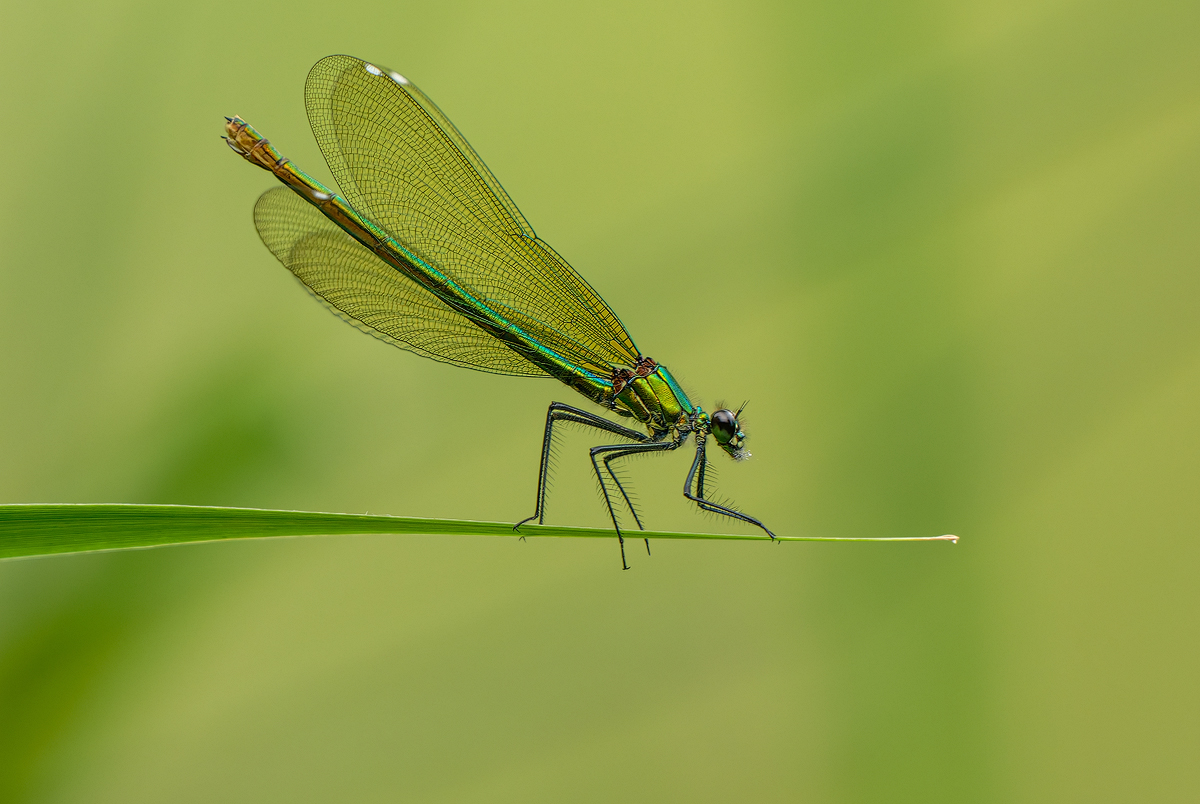 Prachtlibelle 22a 2025.jpg