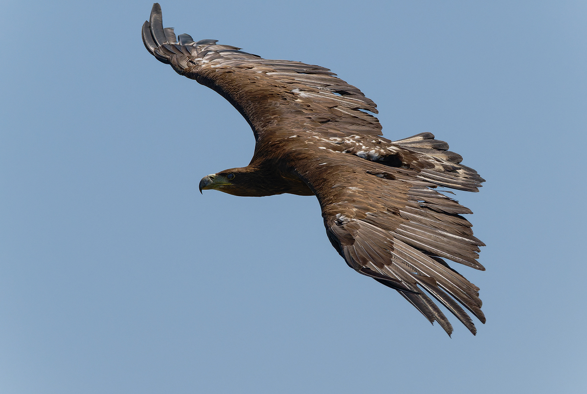 Steinadler 2a 2025.jpg