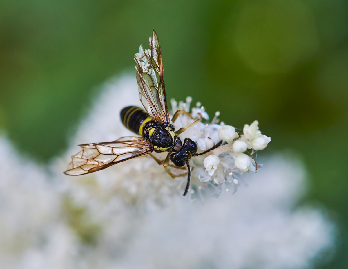 Bergblattwespe 1.jpg