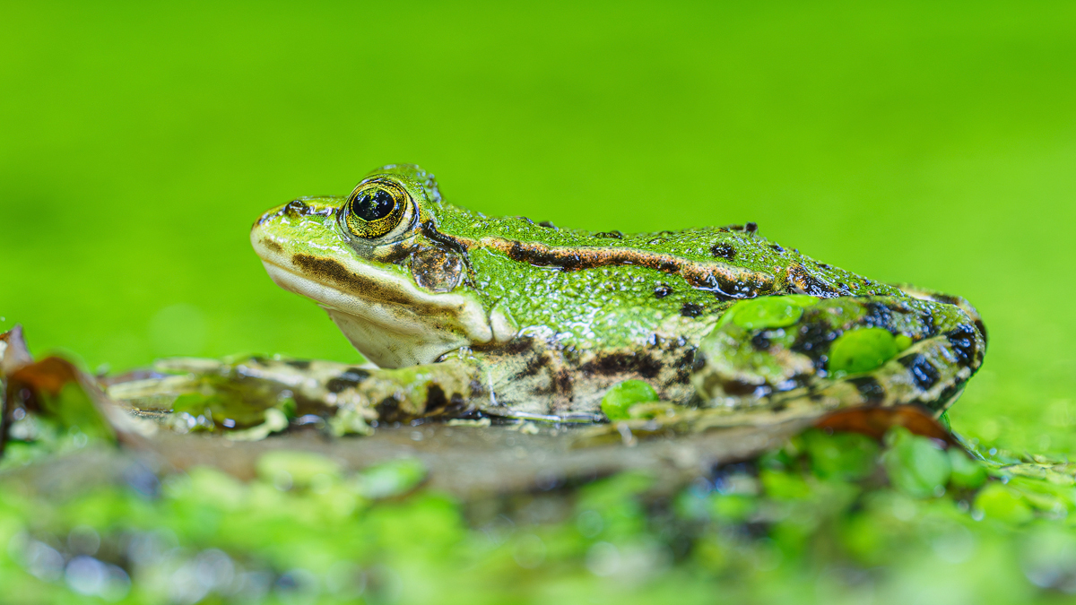 P6210769-Teichfrosch-16-9-verkl.jpg