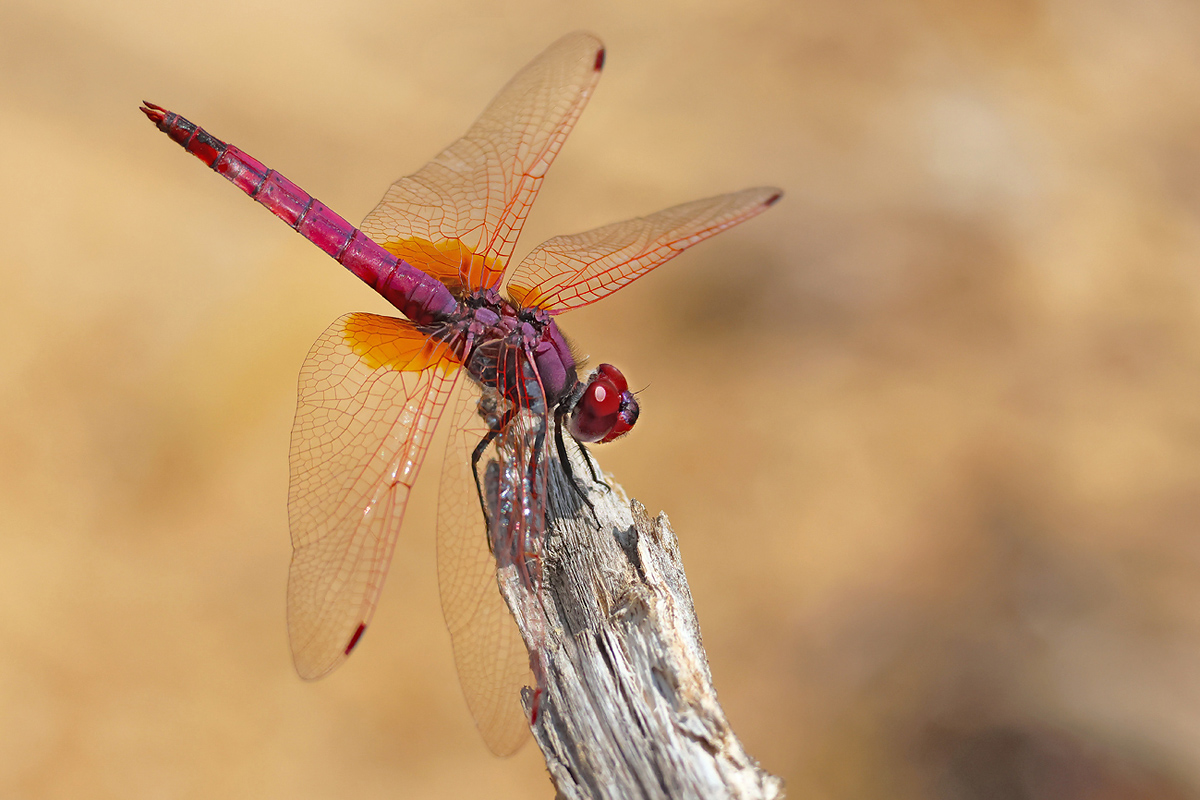Trithemis annulata_m_8W8A8602_1200.jpg