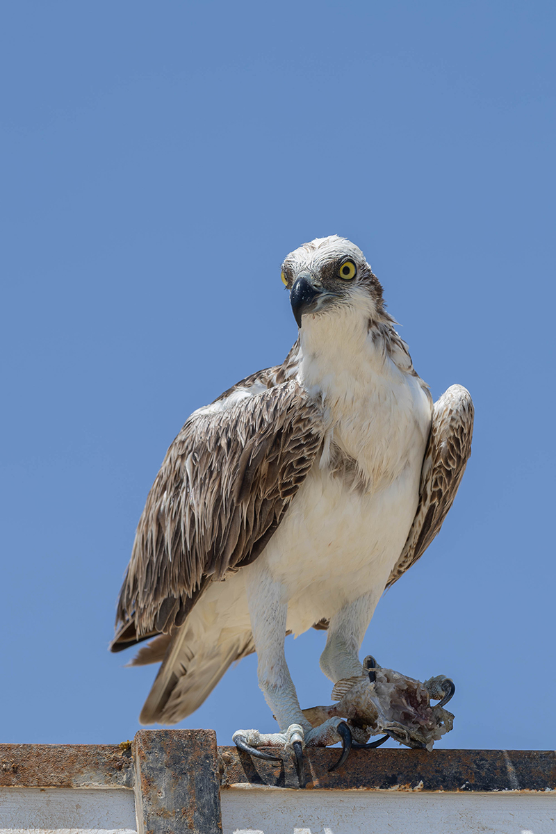 Fischadler_Marsa Alam_13a.jpg