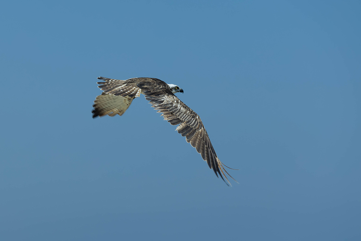 Fischadler_Marsa Alam_1-1a.jpg
