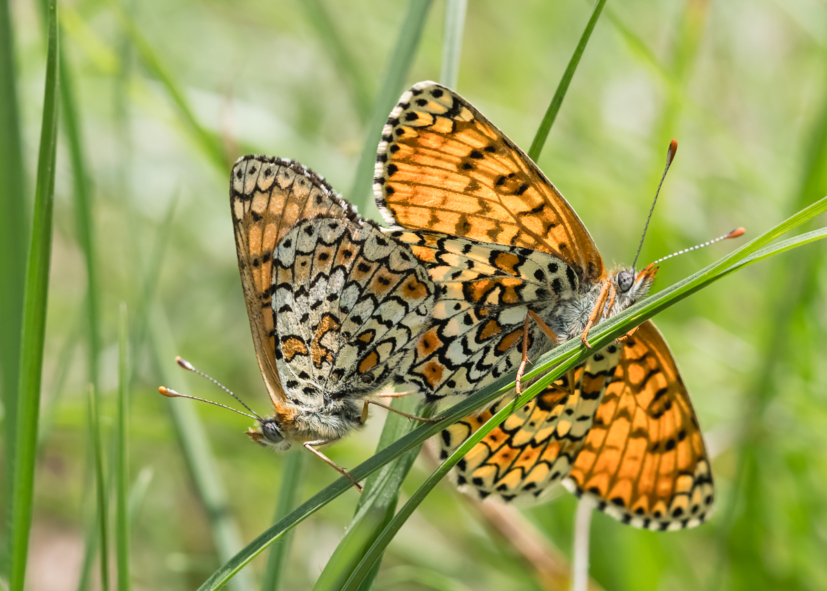 P5041418-1.jpg