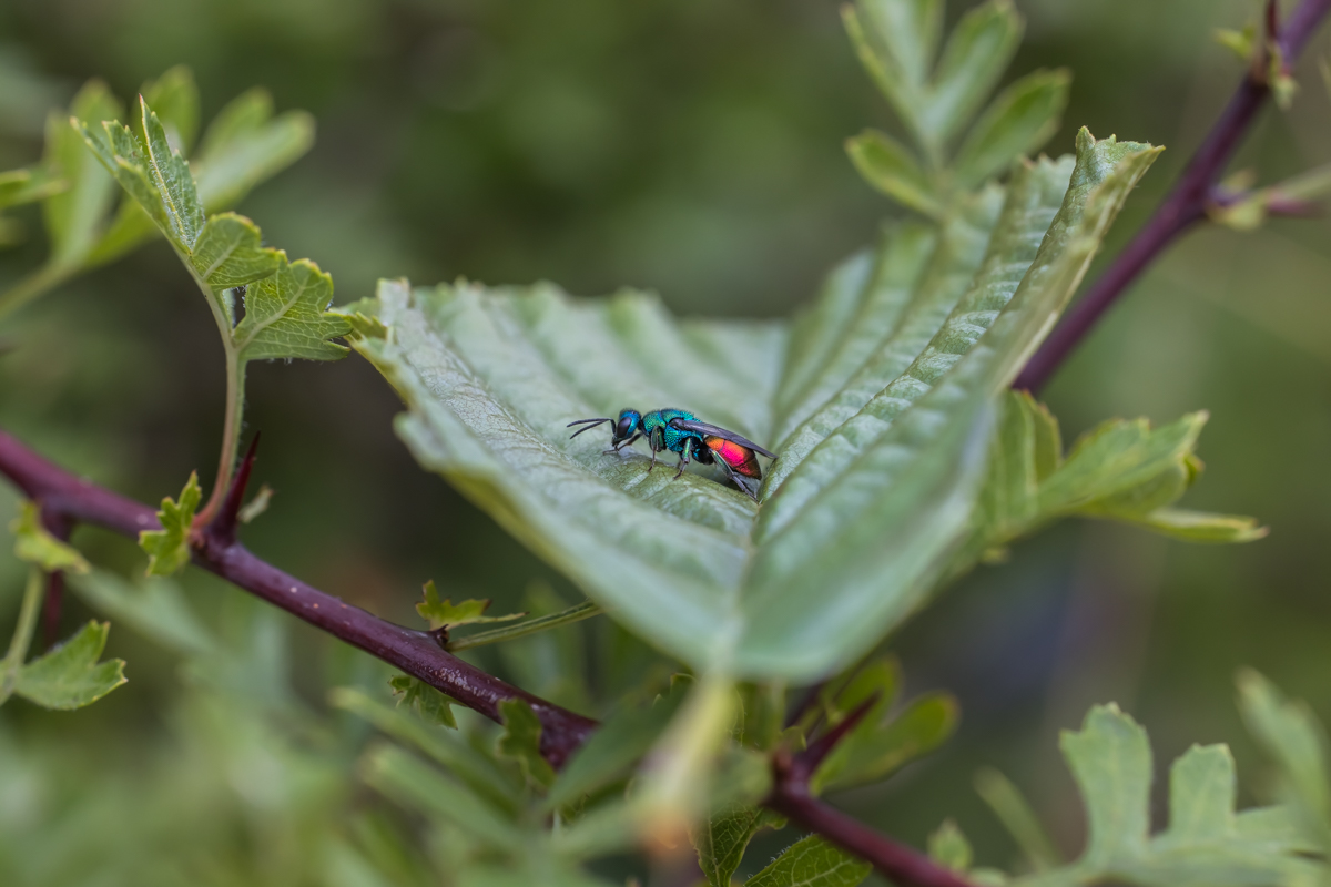 _MG_2057.jpg