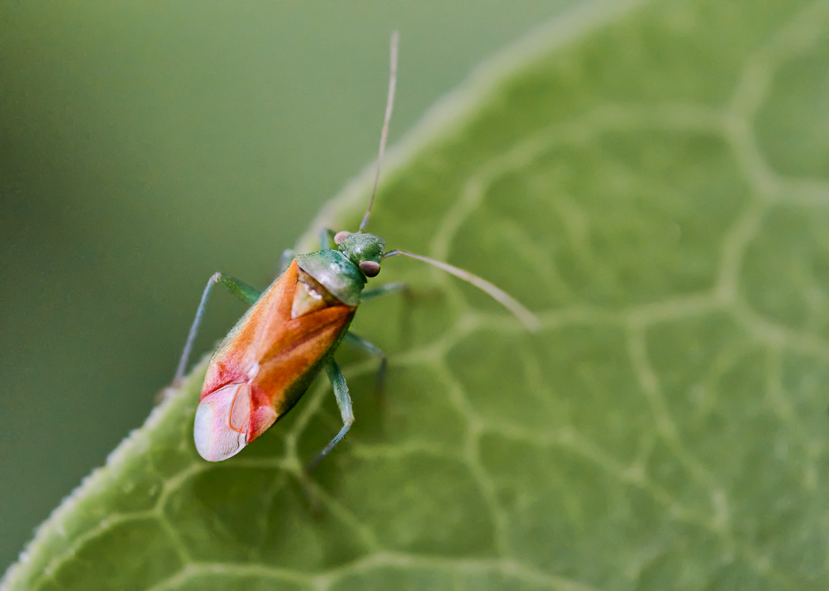Dichrooscytus intermedius.jpg