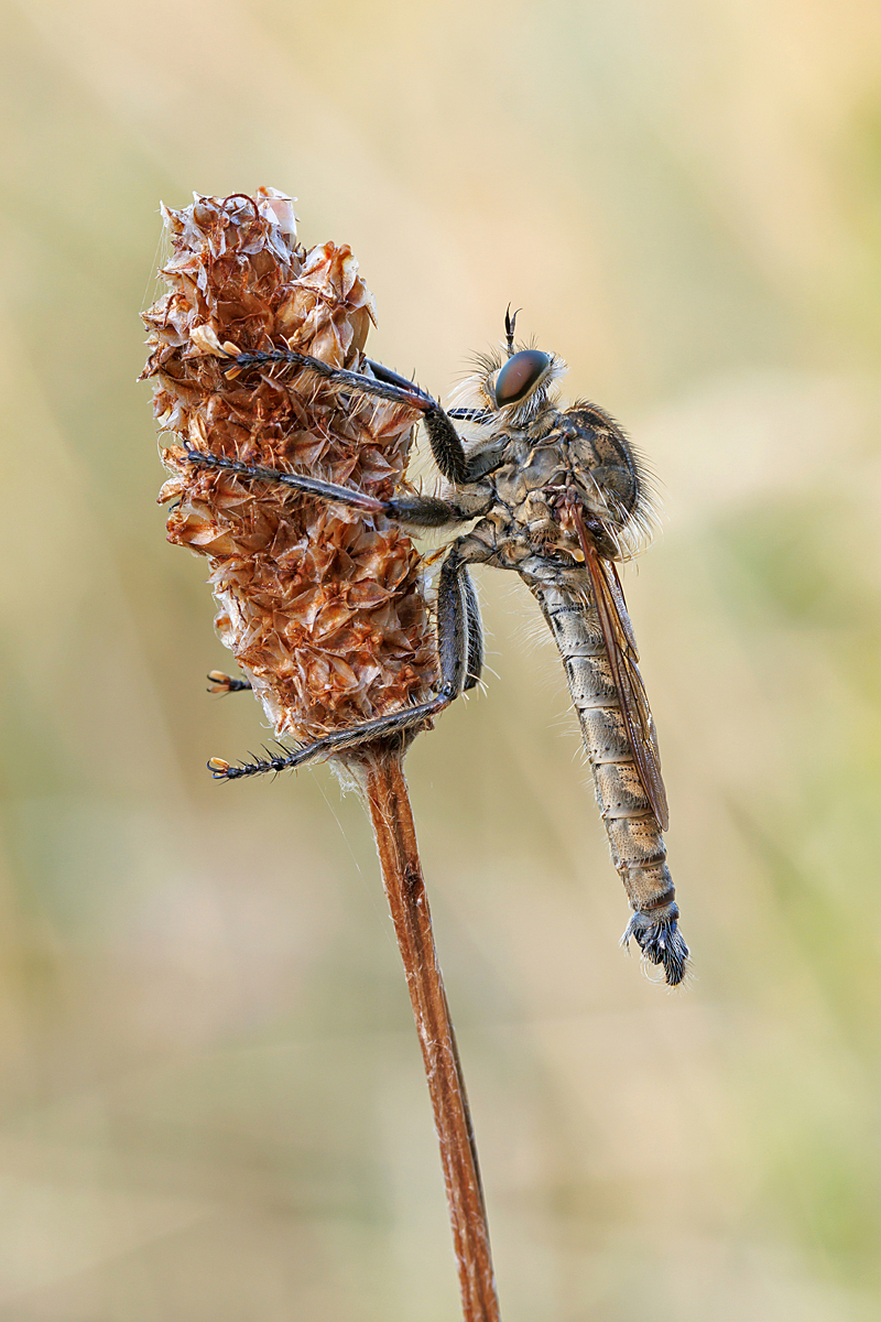 IMG_6986_SHARPEN projectsDENOISE projects.jpg