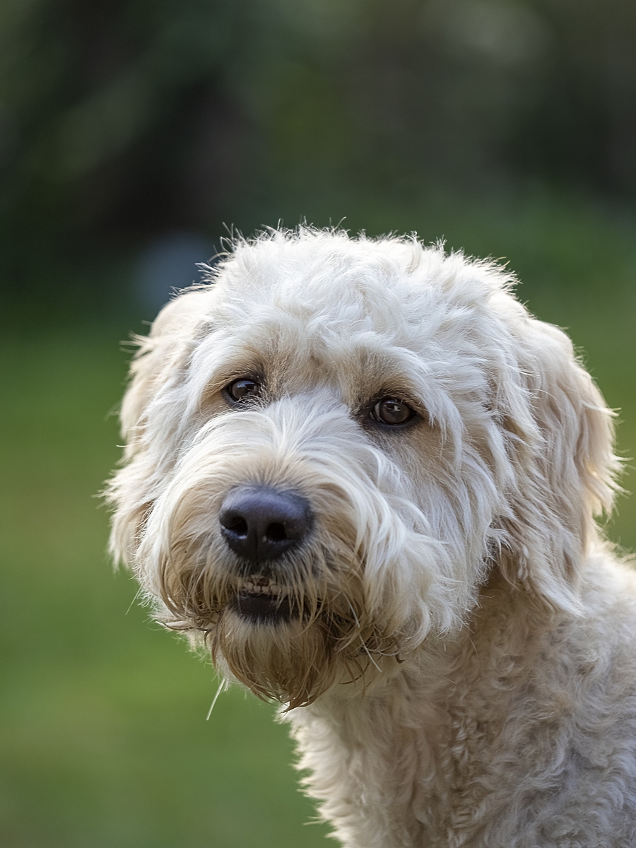 hunde02.jpg