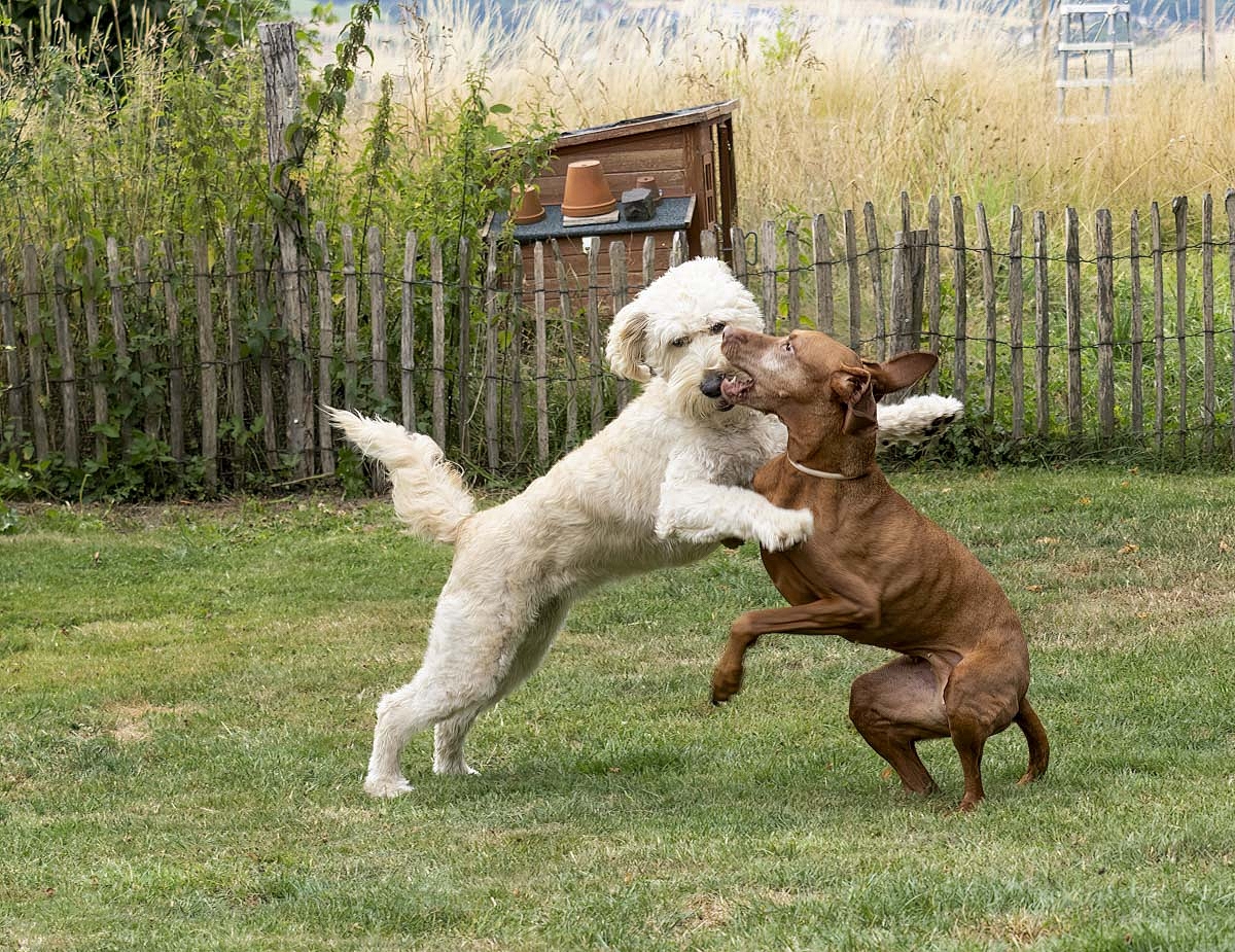 hunde01.jpg