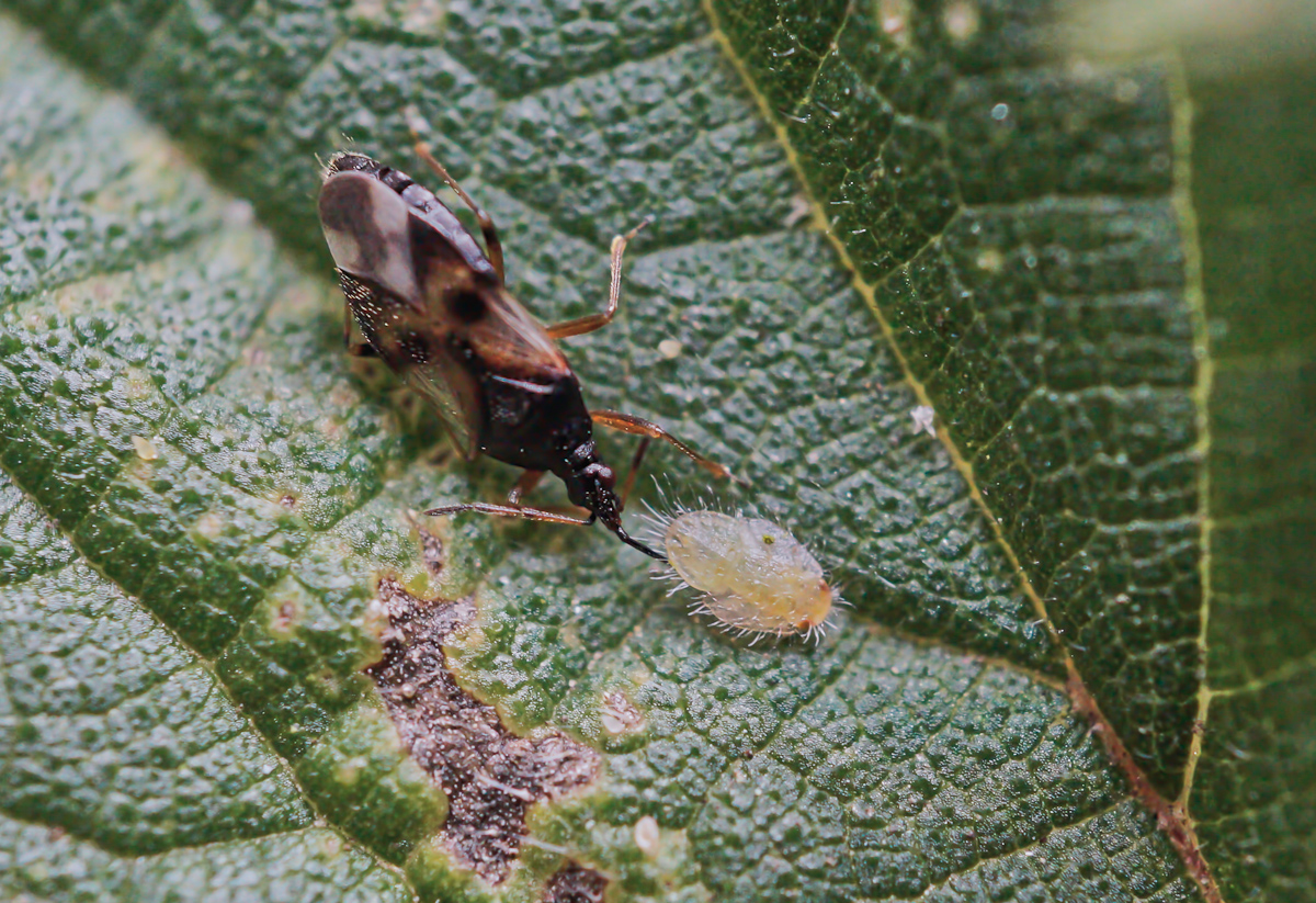 Anthocoris sp. mit Beute 1.jpg