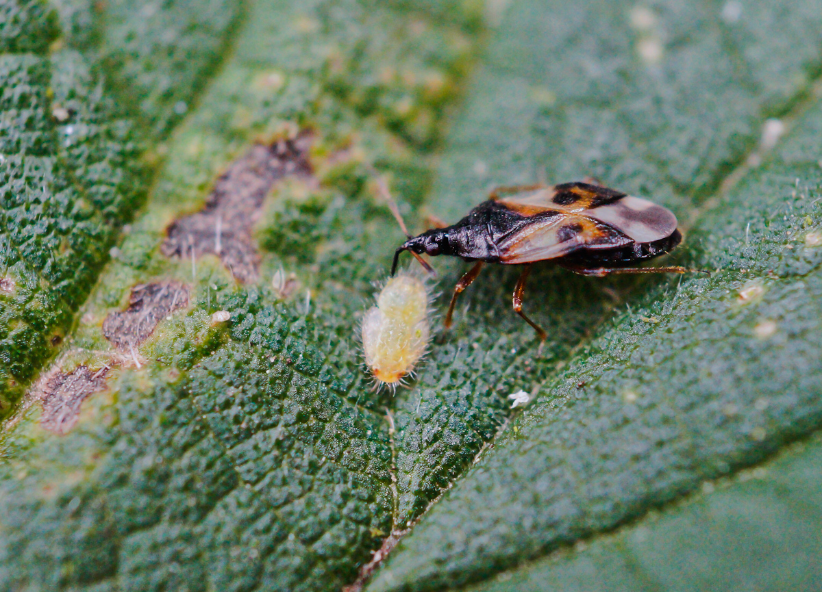Anthocoris sp. mit Beute 2.jpg