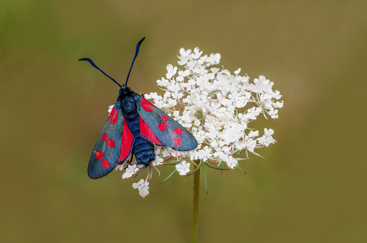 2025-07-23 16-23-29 (B,Radius8,Smoothing4)35-Bearbeitet-2.jpg