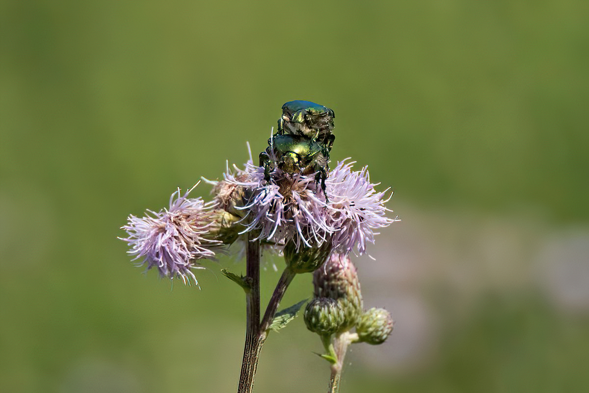 P7040351NP1.jpg