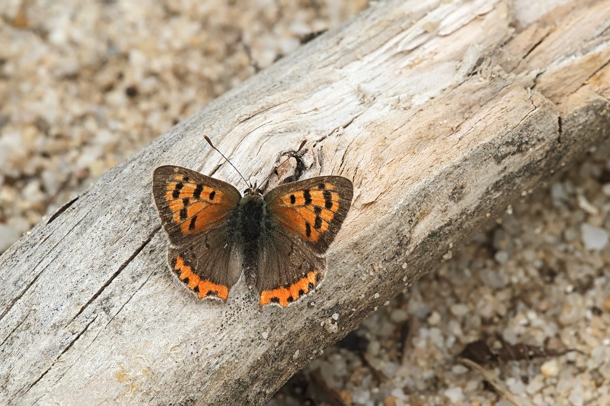 Lycaena phlaeas 03b Kleiner Feuerfalter.jpg