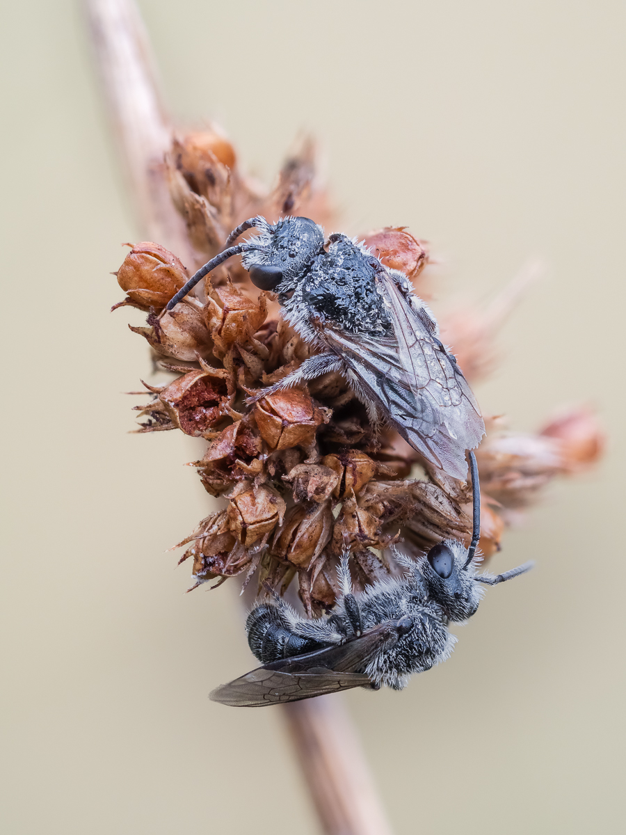 Wildbiene-3.jpg