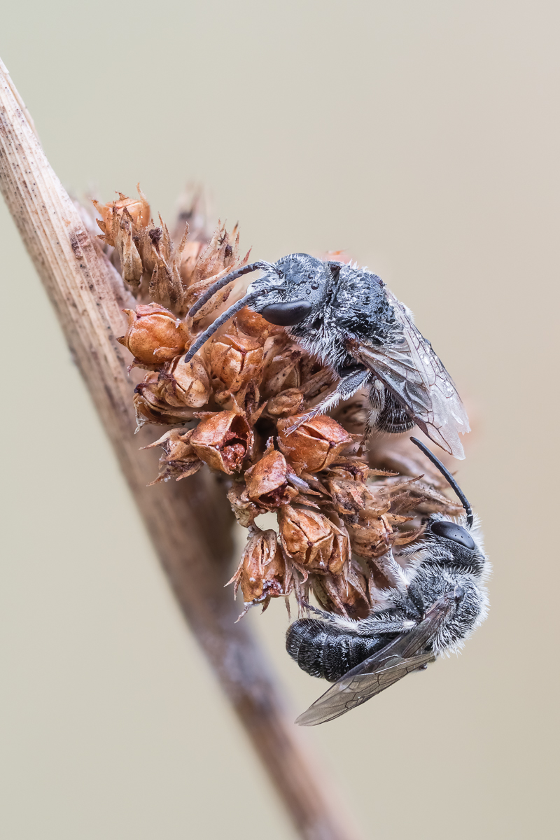 Wildbiene-2.jpg