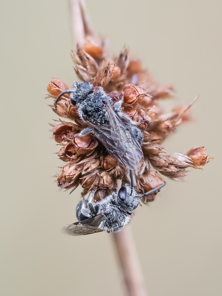 Wildbiene-1.jpg