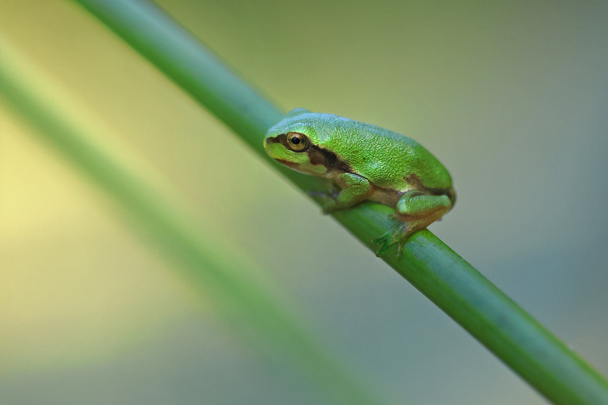 BabyLaubfrosch_8W8A0674_1200.jpg