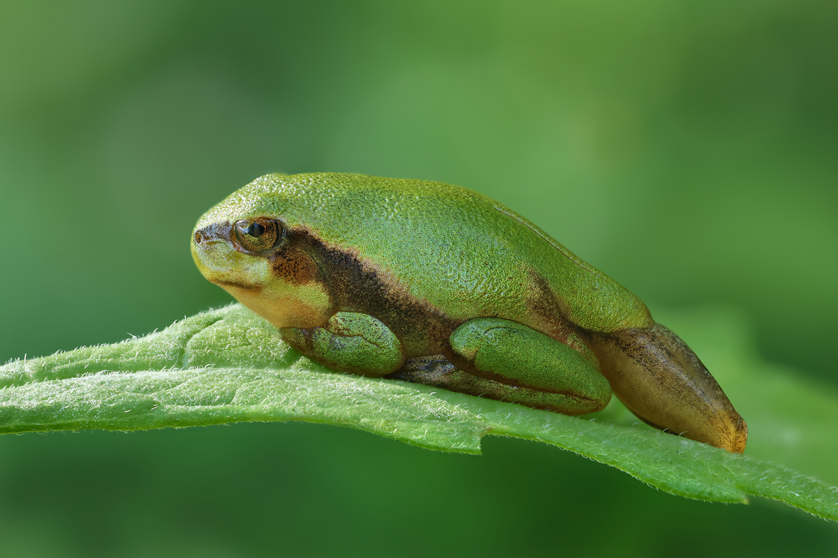 BabyLaubfrosch_8W8A9271.jpg