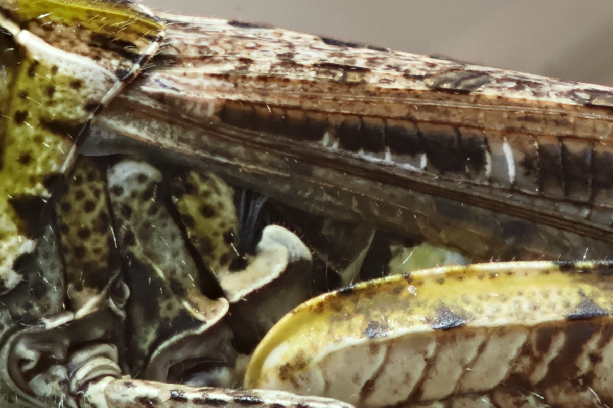 Chorthippus sp ausschnitt.jpg