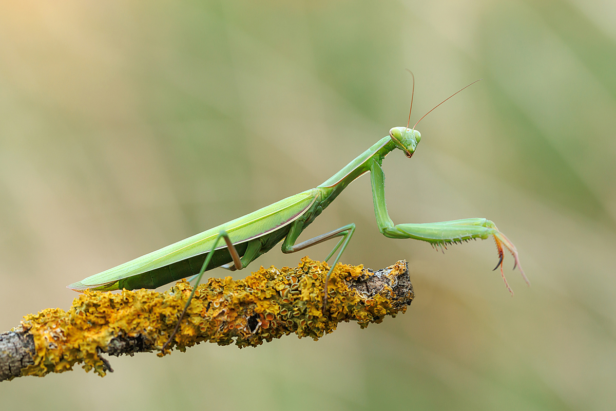 IMG_7847_SHARPEN projectsDENOISE projects.jpg