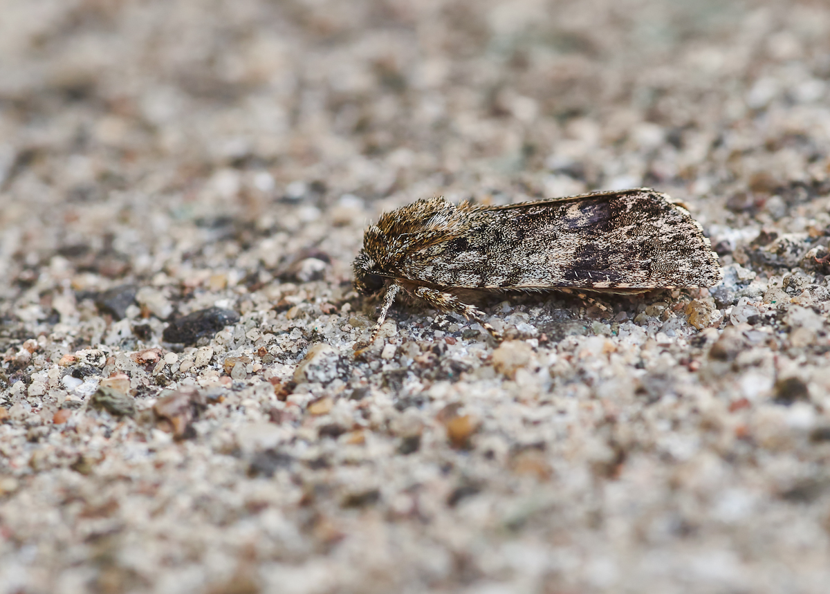 Ampfer-Rindeneule 1.jpg