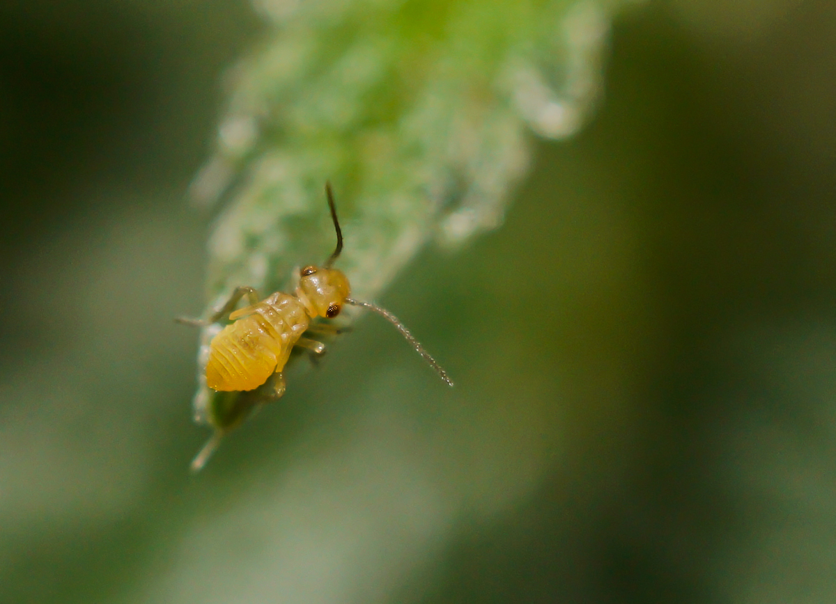 Psocoptera-Larve 1.jpg