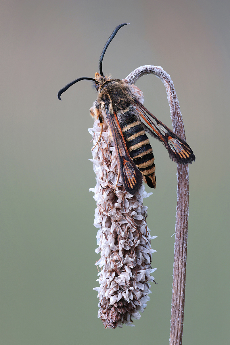 Glasflügler - MF.jpg