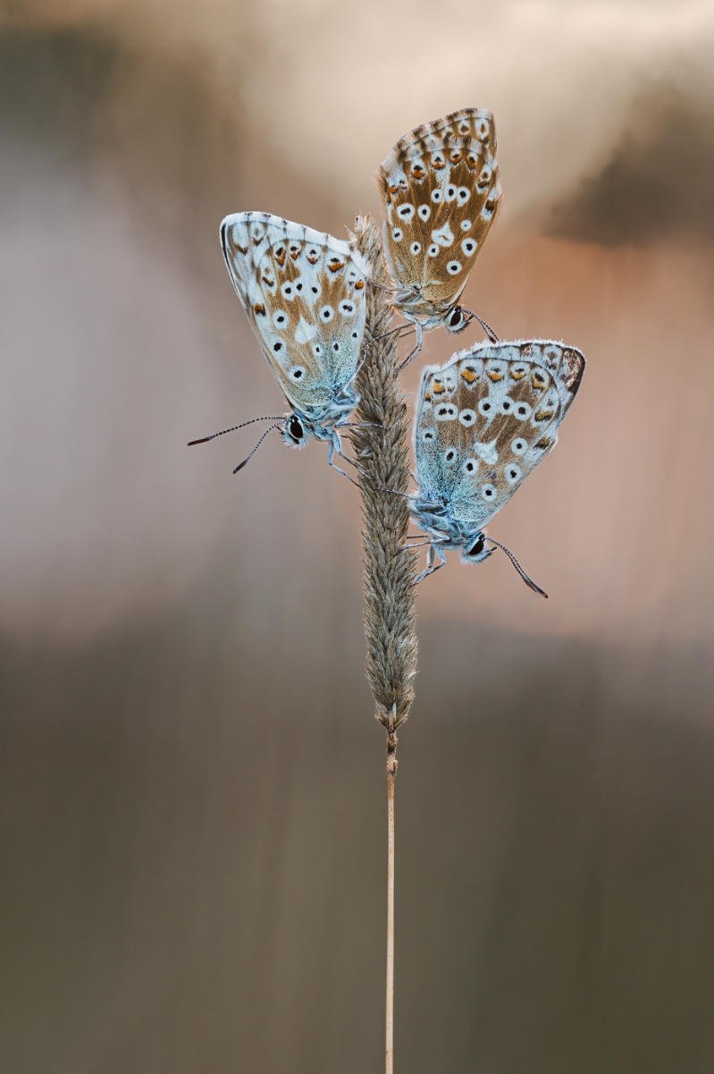 2025-07-26 19-32-21 (B,R8,S4) 250ANZ6II 33er stack Silbergrüner-Bläuling-web.jpg