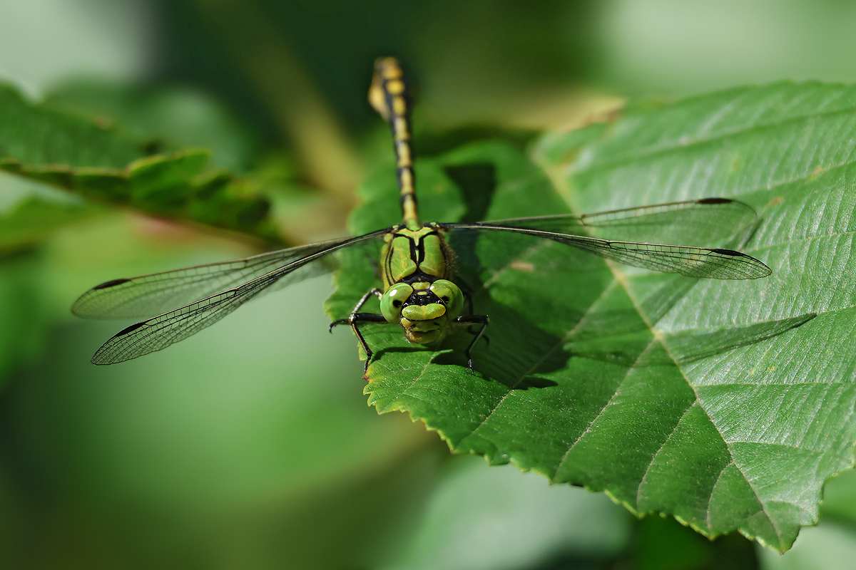 Ophiogomphus cecilia_m_8W8A6022_1200.jpg
