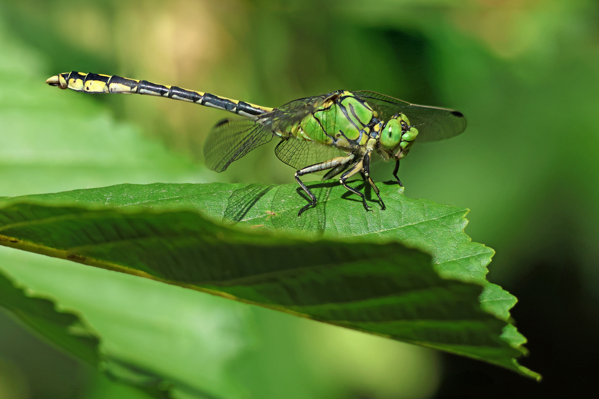 Ophiogomphus cecilia_8W8A5918_1200.jpg
