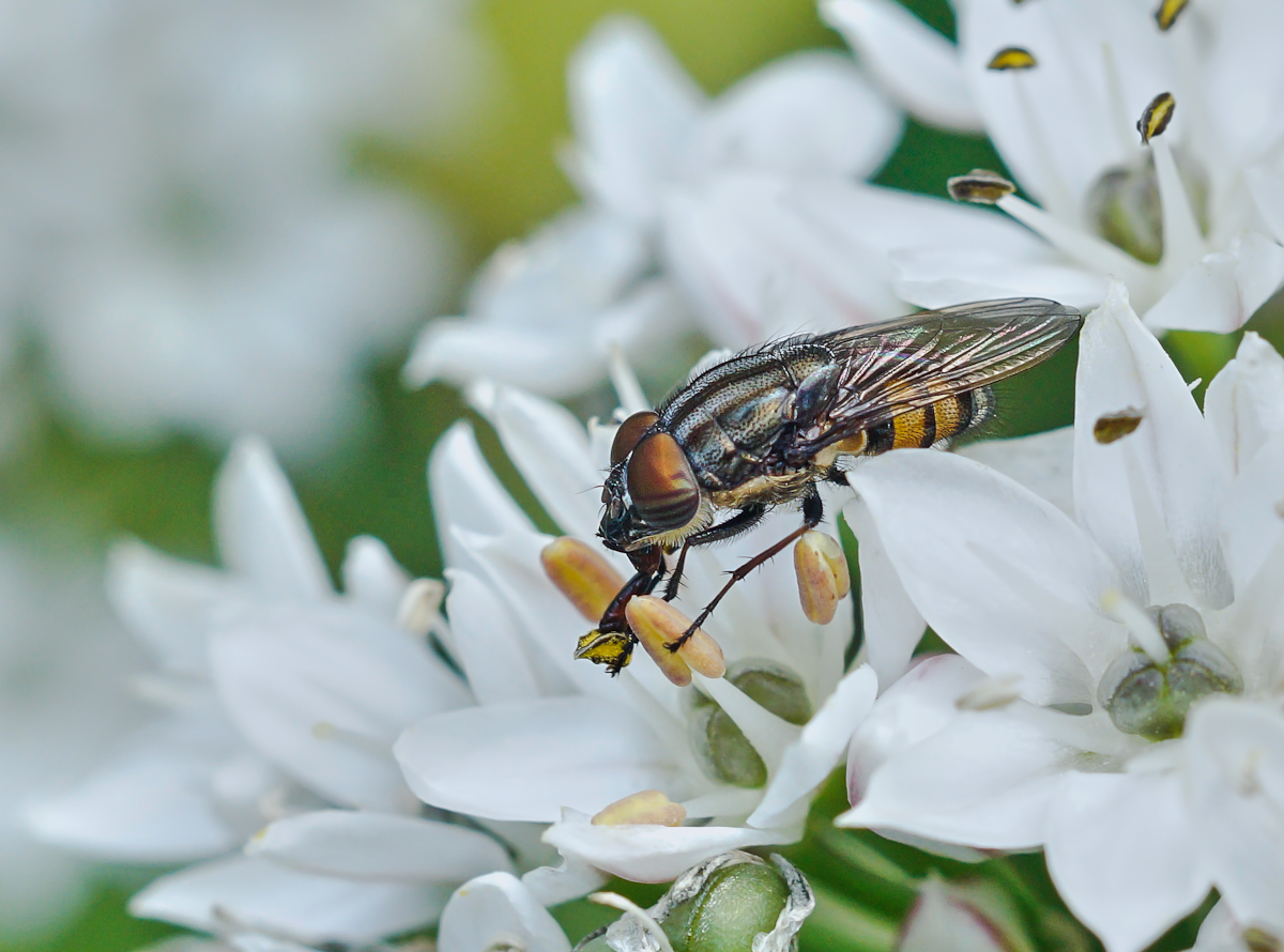 Stomorhina lunata, Männchen.jpg