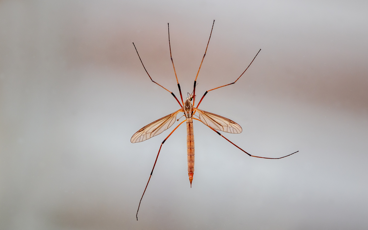 2025-09-03 18-02-47 (B,Radius8,Smoothing4)30-Bearbeitet.jpg