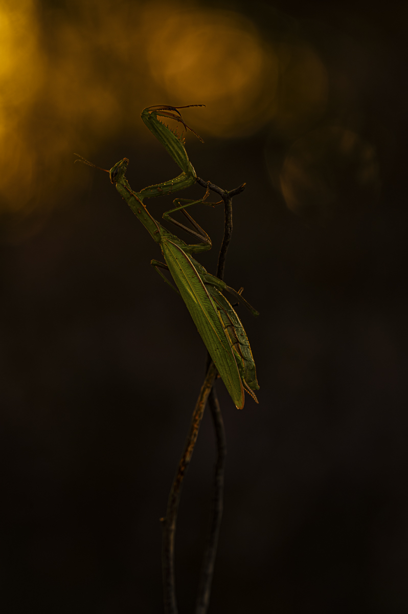 Mantis-.jpg