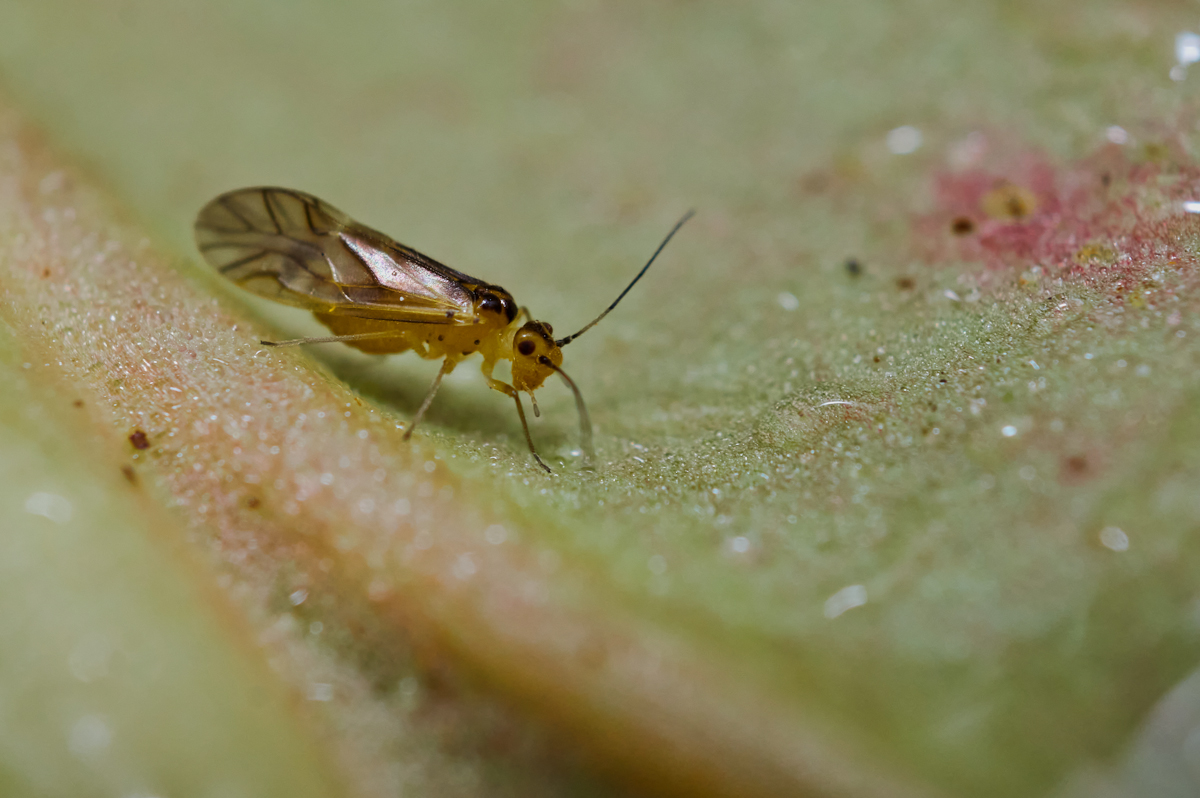 Gelbe Rindenlaus.jpg