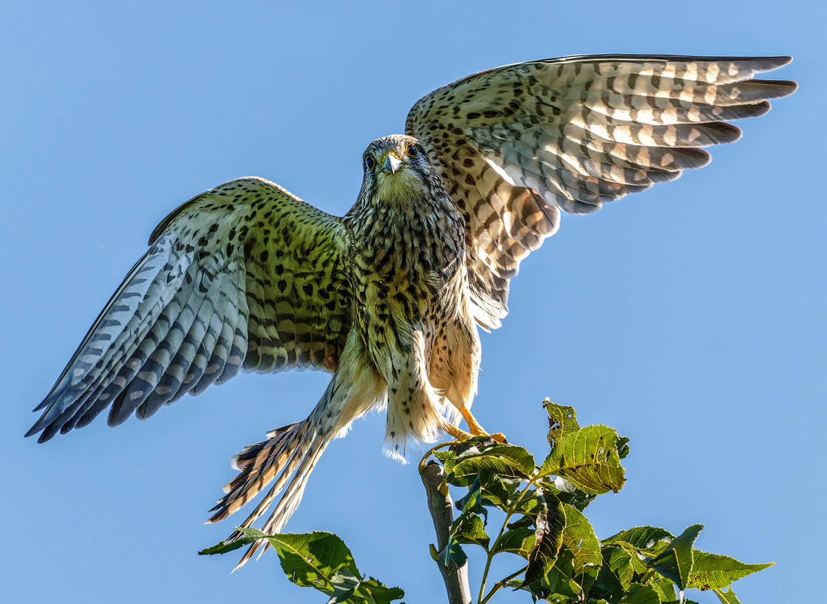 Turmfalke 262a 2025.jpg